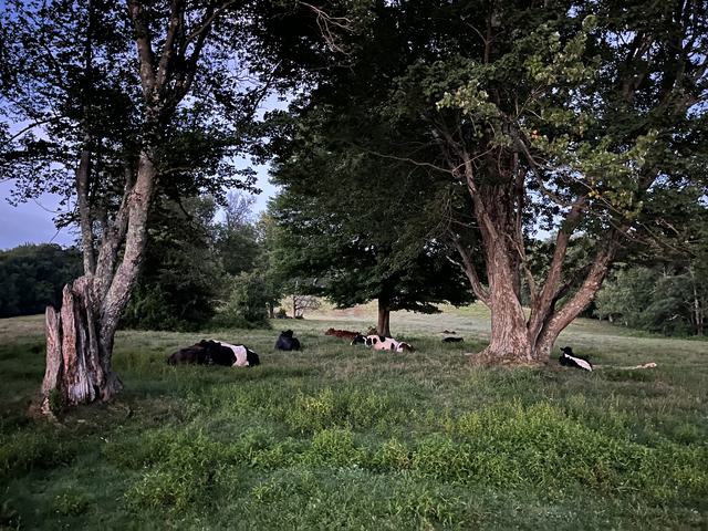 Sleeping cows