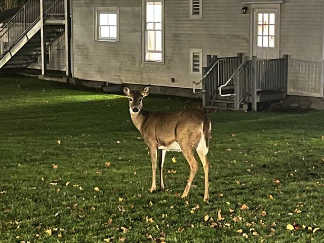 Deer on Stetson Court