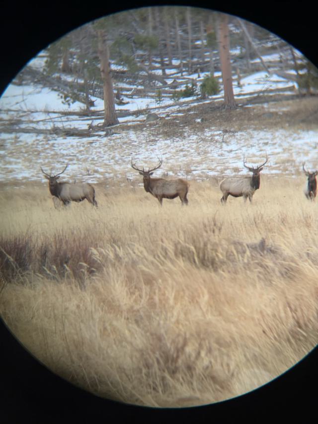 Several Mule Deer Bucks